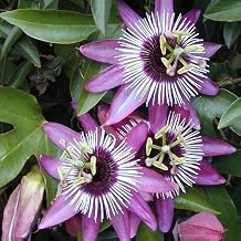 Passiflora Edulis Maruchia Seeds (100 pieces)