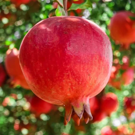 Excellent Display,Natural Organic, Pomegranate Tree, Good for Containers, Greening Flower-5 Roots