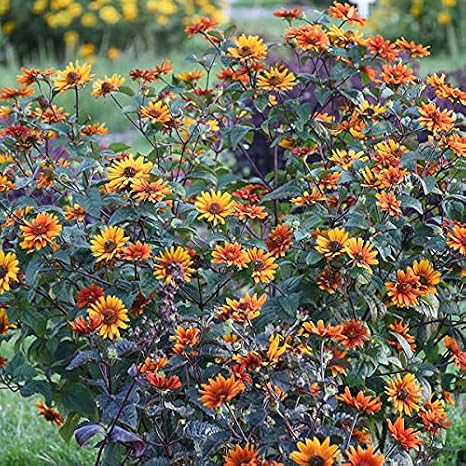 Votaniki Heliopsis helianthoides VAR. scabra 'Bleeding Hearts' (False Sunflower) #1 Size Root for Planting Hardy Perennial & Long-Lasting Blooms | Summer Flowers, Easy to Grow (1 Pack)