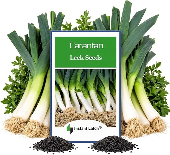 250 Carantan Leek Seeds for Planting Non GMO Heirloom Leek Seed