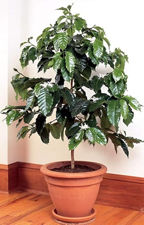 Seeds Flowers Arabian Coffee Tree Indoor - 5 Seeds
