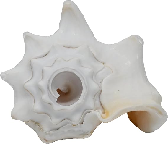 Small Bahama Conch Shell Horn (Milk Conch) - 5-6 inch