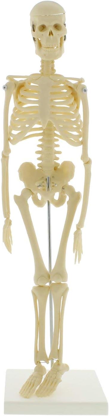 Mini Skeleton 17In Human Skeleton Model For Anatomy Anatomical Skeleton Human Skeleton Anatomy Skeleton Model 45Cm
