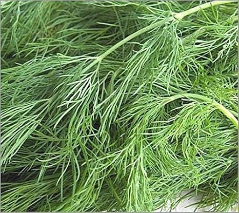 Bulk Organic Dill Seed Non GMO (5 Lbs)