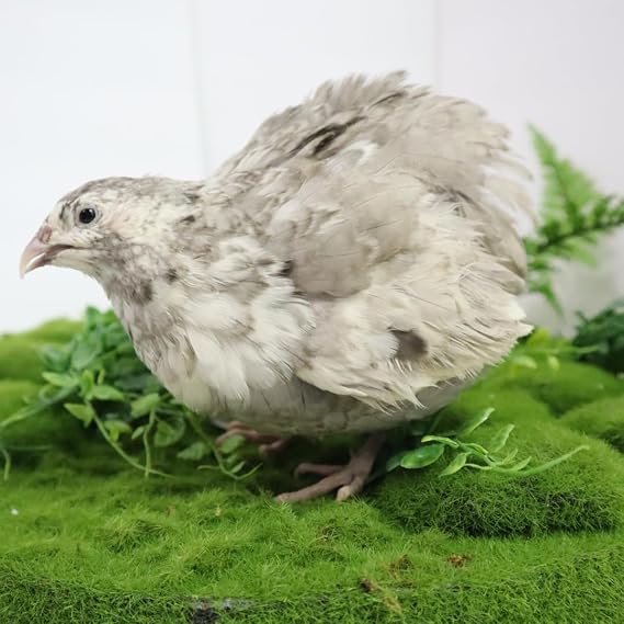 Andalusian Coturnix Quail Hatching Eggs, Slate-Blue/Steel-Gray bird coloring (Count, 12, Count)