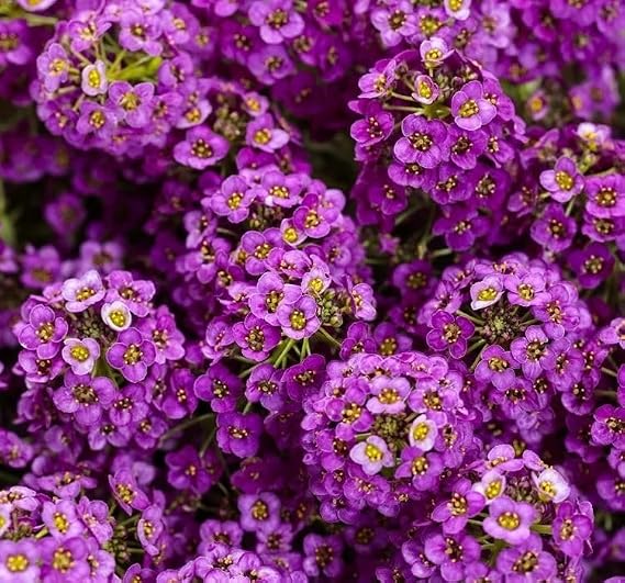 ALYSSUM (ÇOKLU TOHUM) - 250 Tohum - MOR Renk