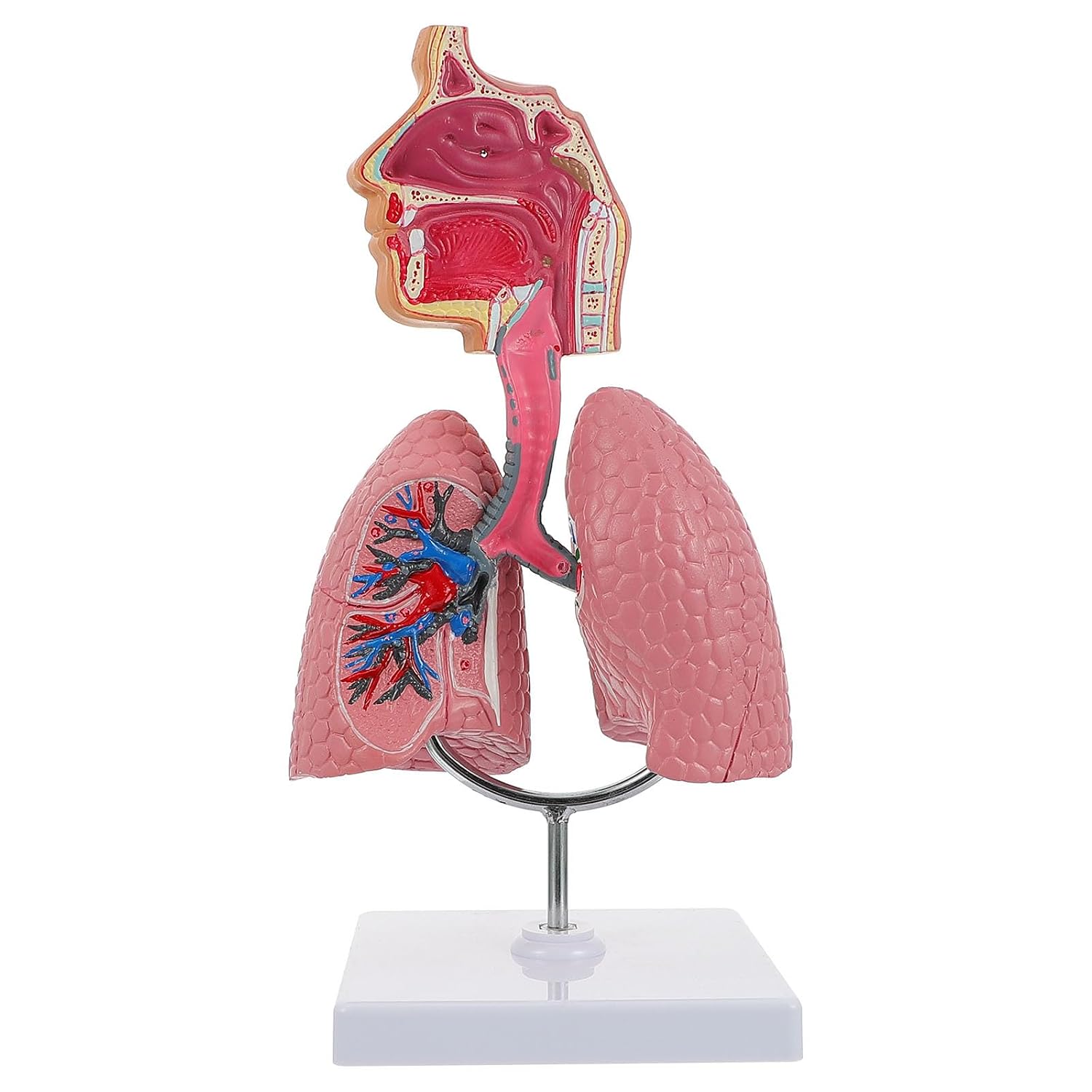 VILLCASE Human Respiratory Systems Model, Human Nasal Cavity Throat Lung Anatomy Model Teaching Tool for Physiology Students Study Display