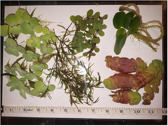 Ultimate Floating Plants Pack! 27 * Great Aquarium Plants from 5 Species!