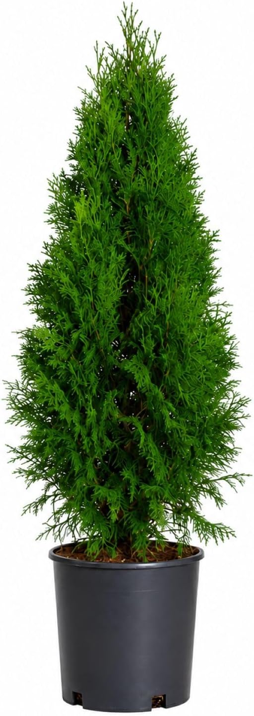 3 Gallon Emerald Green Arborvitae