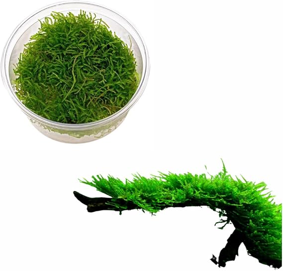 Shore Aquatic's Premium Java Moss