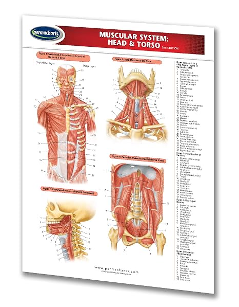 Muscular System Guide: Head & Torso - Medical Quick Reference Guide by Permacharts