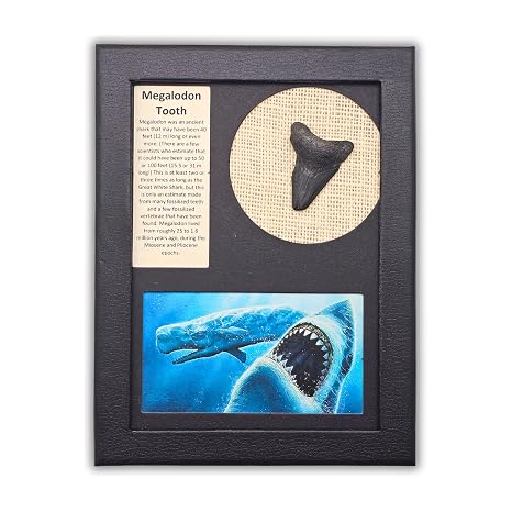 Megalodon Shark Tooth Display