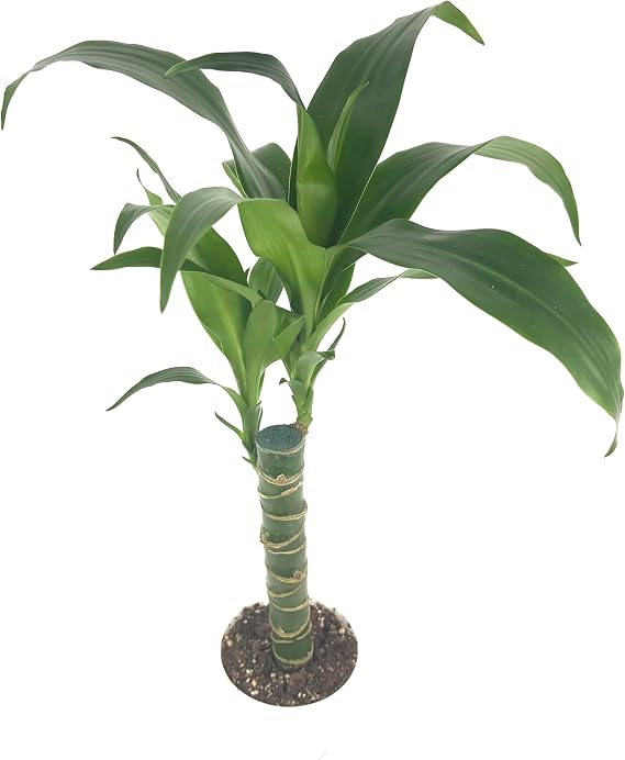 Dracaena Black Beauty Cane Air Purifying Houseplants
