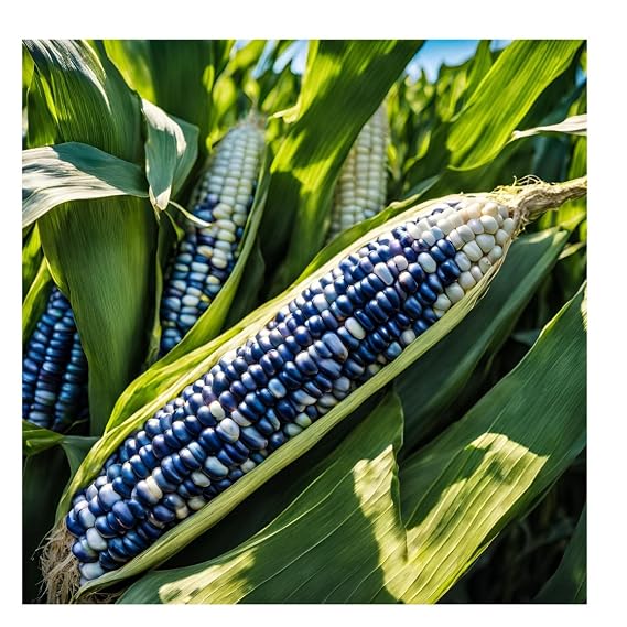 Brownie Brand Cherokee White Eagle Dent Corn - Premium Heirloom, Non-GMO White Corn for Milling, Baking, and Traditional Dishes - Rich in Flavor, Nutritious, Ideal for Cornmeal, Tortillas. (1 Ounce)
