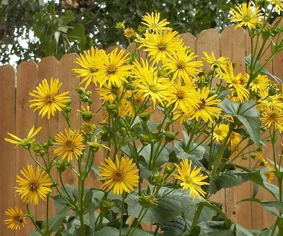 50 Cup Plant Silphium perfoliatum Flower Seeds - Beautiful! Sunflower
