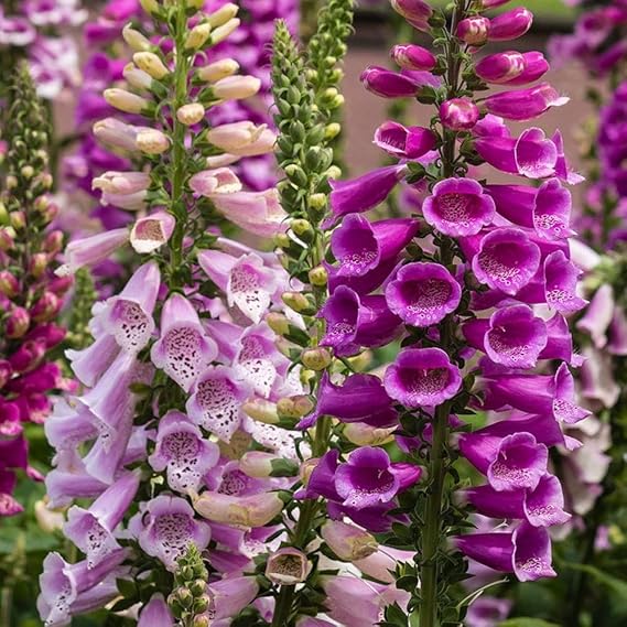8,000 Foxglove Mix Seeds (Digitalis Purpurea) - by Seeds2Go