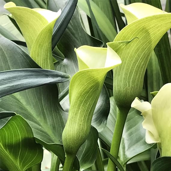 Calla Lily Calla Lily Bulbs Hardy Perennial,Canna Plants UK, Excellent Display-10bulbs-A