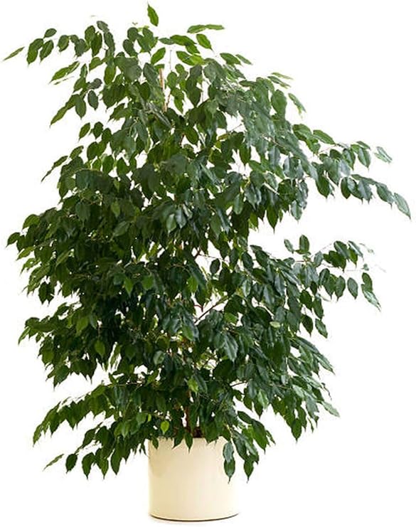 Videolu Gösterişli Benjamin Çiçeği Fidanı 50-70 Cm Saksılı Çiçekli Bodur Bitkiler Ficus Benjamina