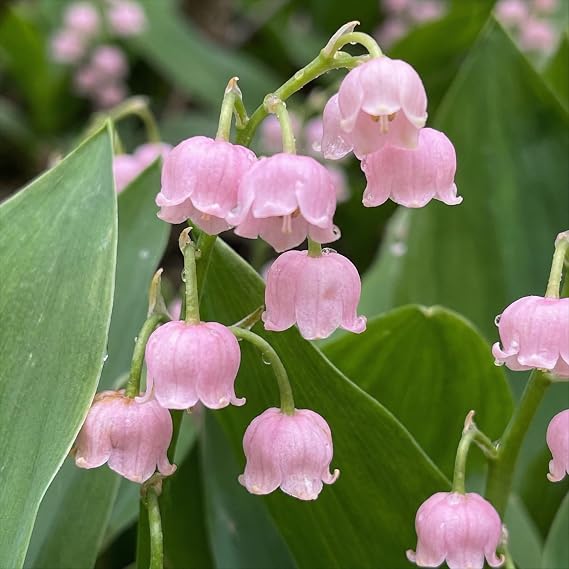 Spring Flower Perennial Pink (10 Roots / Bulbs) Large Winterproof Scented