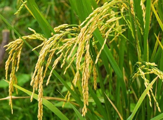 Hancock Seed Co. Rice Seeds, 5 lbs.