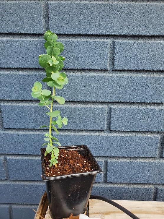 Silver Dollar Eucalyptus pulverulenta Seeds for Planting Packet