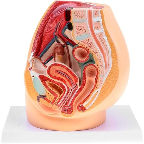 Female Pelvis Anatomical Model, Median Sagittal Section Gynecological Prostatitis - PVC Model for Medical Educational Training Aid