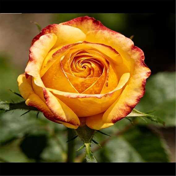 Miniature Rose Shrub - Dwarf Variety, Highly Saturated Flowers, Perfect for Outdoor Potted Decoration/That Grow Fast/Golden Jade Carving-2 Root-J
