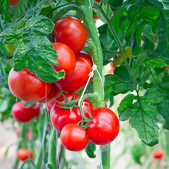 KINGLAKE 100 Pcs Tomato Support Clips Tomato Vegetable Support J-Hook Clips to Prevent Tomatoes from Pinching or Falling Off,3.7 inch