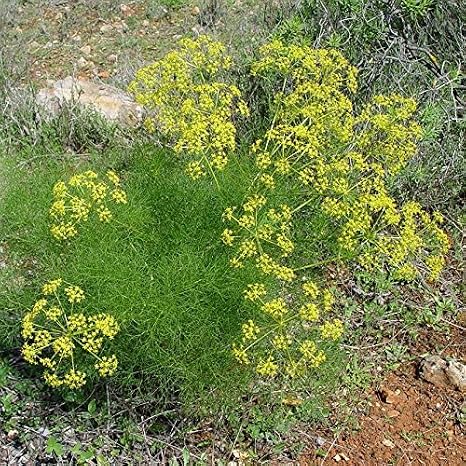Common Fennel (Foeniculum vulgare) - Packet of 100 Seeds