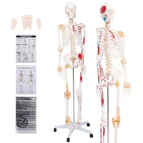 70.8" Life Size Human Skeleton Anatomy Model,Muscle Insertion & Ligaments