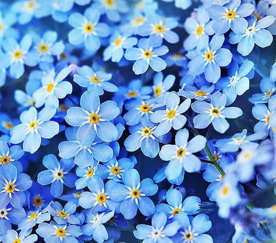 Forget Me Not Seeds - 6000 Flower Seeds - Perennial Ground Cover Seed for Tulips and Other Bulbs - Bulk Flowering Ground Cover - Grown in the USA