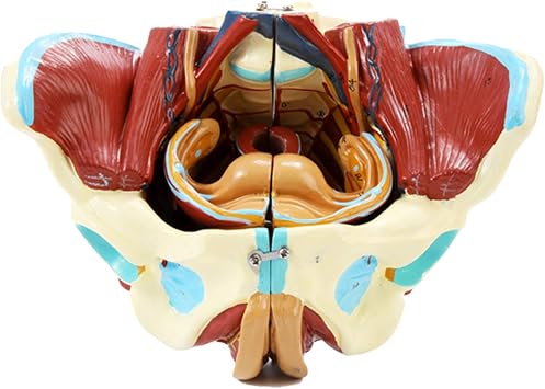 Pelvis Model Medical Anatomical Pelvis, Vascular Nerve Muscle, Anatomical Model Human Organ Anatomy Model, Life-Size Pelvis Model with Removable Organs