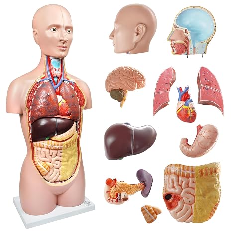 Deluxe Human Body Anatomical Model, 34.5 inch 12 Pcs Removable Human Torso | EVOTECH SCIENTIFIC Anatomy Model with Heart Head Skull Brain Liver Lungs for Medical Student, Lab & Classroom Use