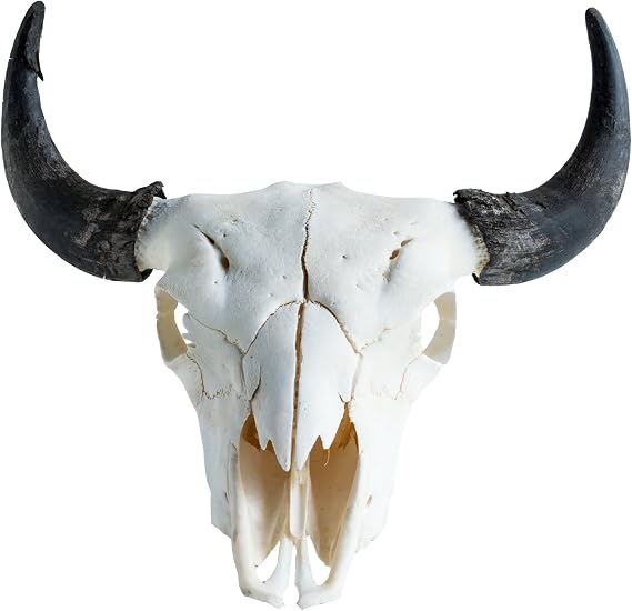 Clear Creek Trading Real Bone American Bison (Buffalo) Skull Wall Art