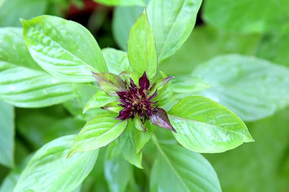 Basil Thai (25+ Seed Pack) - COOL BEANS N SPROUTS Brand - Non-GMO - Home Gardening