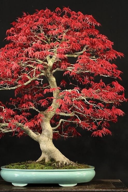 Dashing Look Bonsai Ağaci Tohumu 5 Adet TH-2022dshnglkthm203