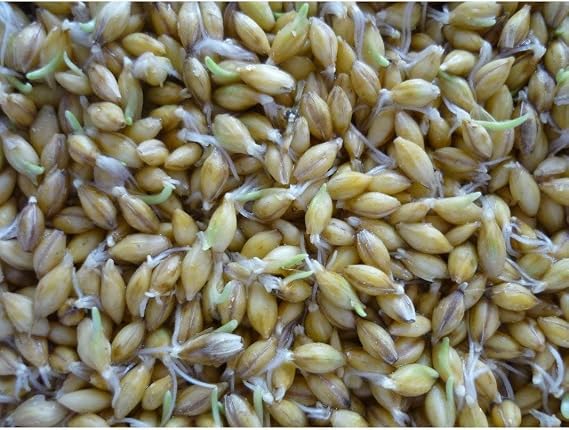 Golden Flax Seed