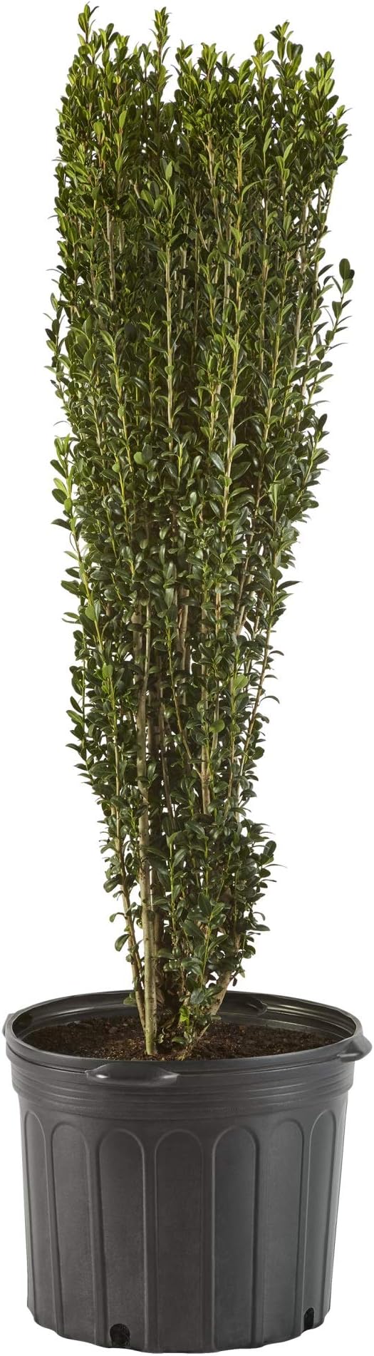 Holly 1 Gal. Sky Pencil Holly (Ilex) Shrub