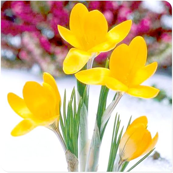 Crocus Bulbs to Plant Now UK/Saffron Crocus Bulbs-Ornamental/Resistant/Bedding/Gorgeous/Potted/Plants/Rhizome-4 Bulbs-E