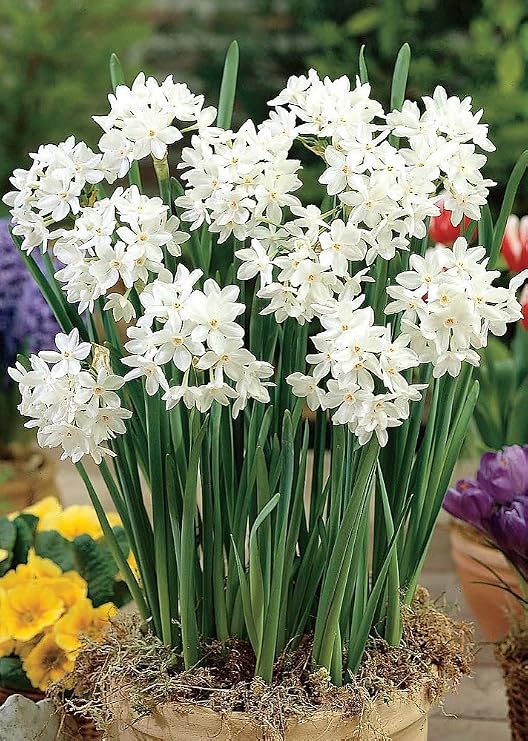 Ziva Paperwhite Narcissus - 5 Bulbs - 14/15 cm Bulbs - Indoor/Very Fragrant