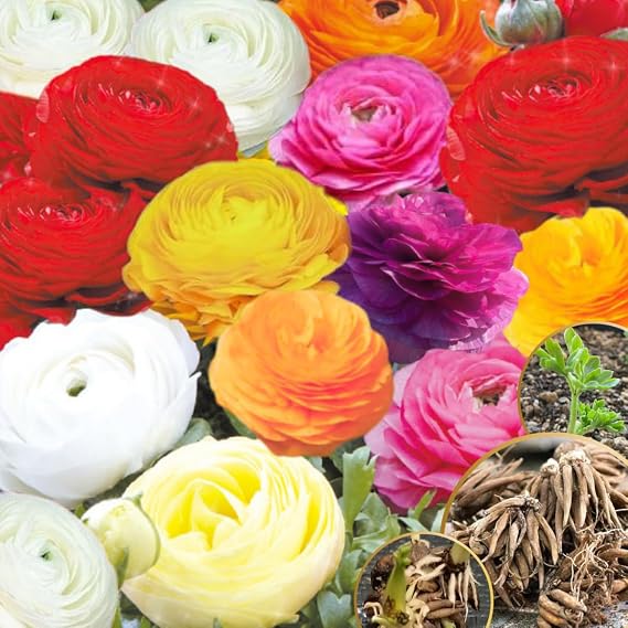 30 Multicolor Ranunculus Bulbs to Grow, Spring Planting Flower Corms