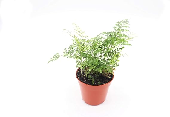 Rabbit's Foot Fern - 4'' from California Tropicals