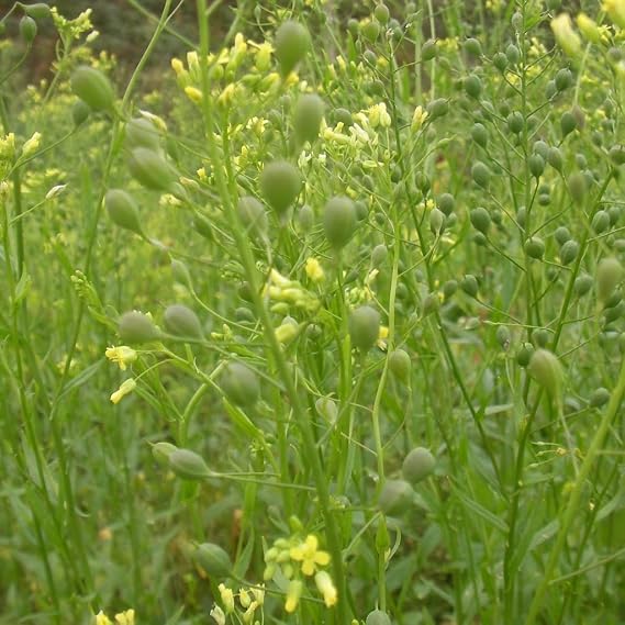 Camelina Seeds (Camelina Sativa) 50 Seeds | Packaged in an airtight, watertight glass vial with cotton and moisture-absorbing silica for long-term seed storage.
