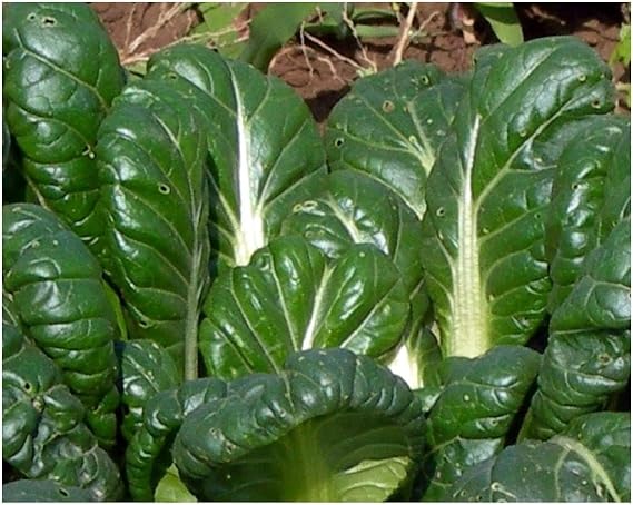 PREMIER SEEDS DIRECT - Mustard - TATSOI - 1.5GM - Approx 600 Seeds