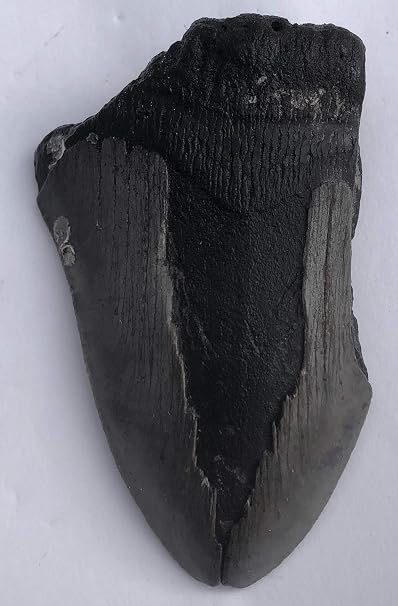 Genuine Megalodon Shark Tooth Fossil Partial (Meg6) - 2.5" x 3.75"