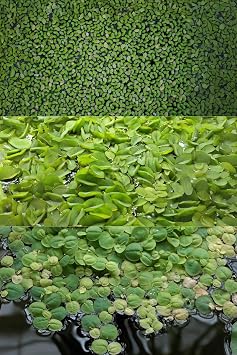 Ultimate Floating Plant Bundle - Duckweed, Red Root Floaters, Salvinia - Aquarium Enthusiasts Dream Collection