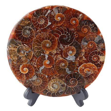 Natural Ammonite Fossil Disc with Stand Set, Feng Shui Decor Shell Slice Disc Conch Mineral Specimen Ornament for Home