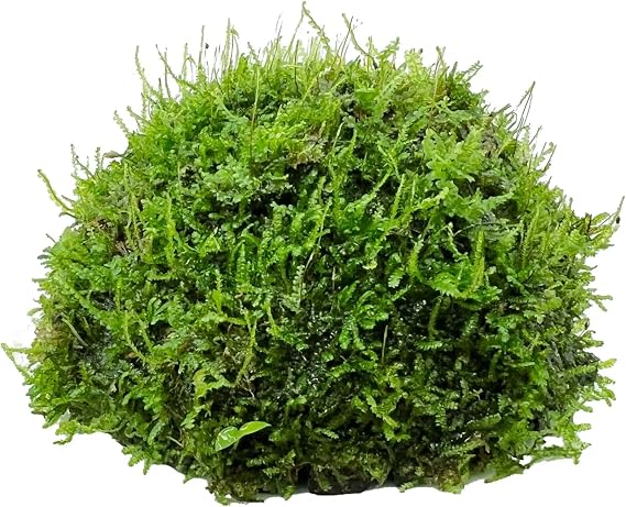 Half Coconut with Moss - an Easy Growing Aquatic Plant