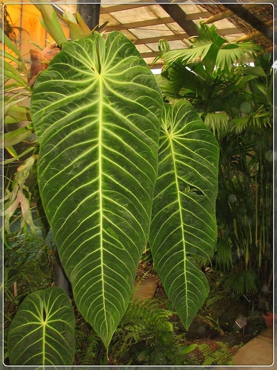 Professional Elephant Ear for Garden Outdoors Ornaments Mix-Excellent Decoration/Perfect for Borders