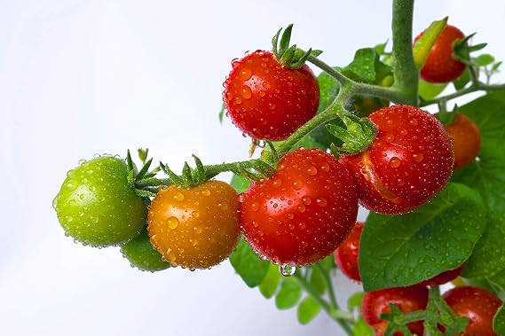 Tumbling Tom Red - Tomato Seeds